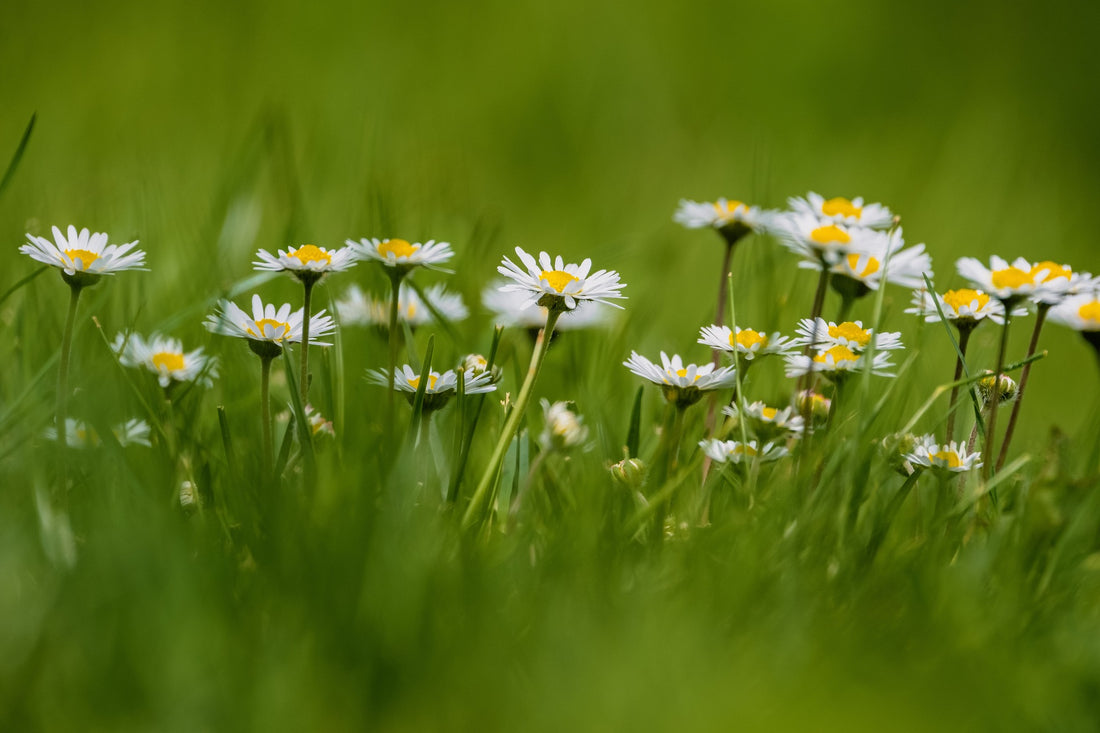 Different Flowers To Carry When Visiting Any Funeral Or Memorial