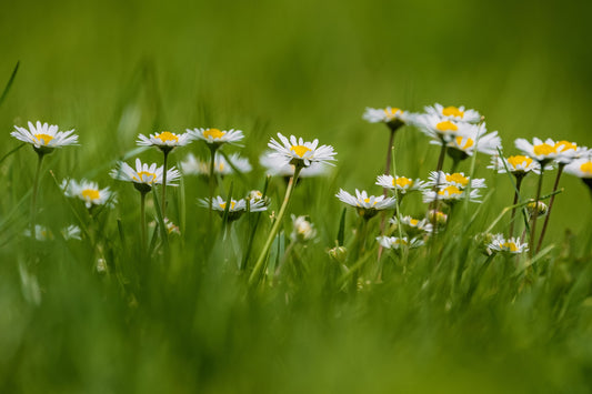Different Flowers To Carry When Visiting Any Funeral Or Memorial