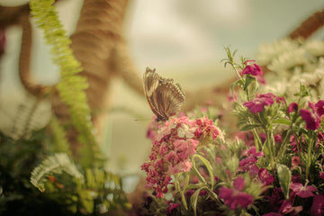 Butterfly Cremation Urns – Color Meanings & Memorial Symbolism