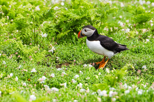 Different Types of Themed Cremation Urns: Puffin Birds, Penguins, and Phoenix
